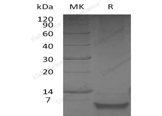 Recombinant Human β-Defensin 1/DEFB1 Protein - image 1