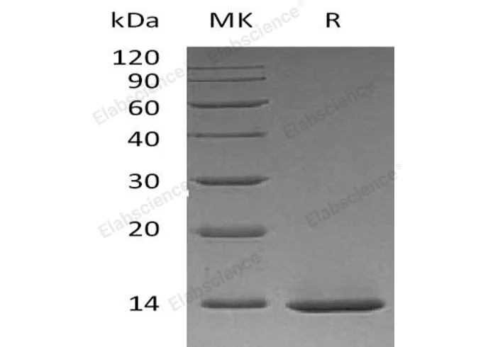 Recombinant Human β-NGF/NGFB Protein - image 1