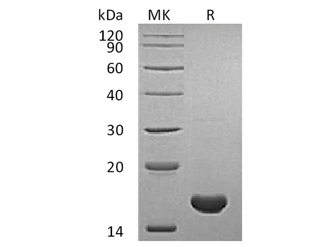 Recombinant Human Cyclophilin A Protein - image 1