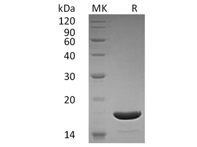 Recombinant Human TRAIL Protein - image 1