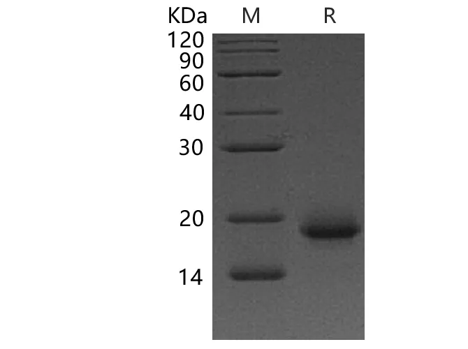 Recombinant Human Interleukin-4/IL-4 Protein - image 1