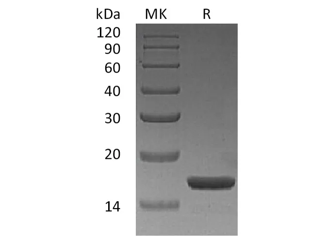 Recombinant Human IL-1A/IL-1α Protein - image 1