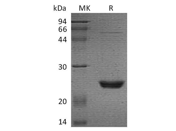 Recombinant Human UBE2M/UBC12 Protein - image 1