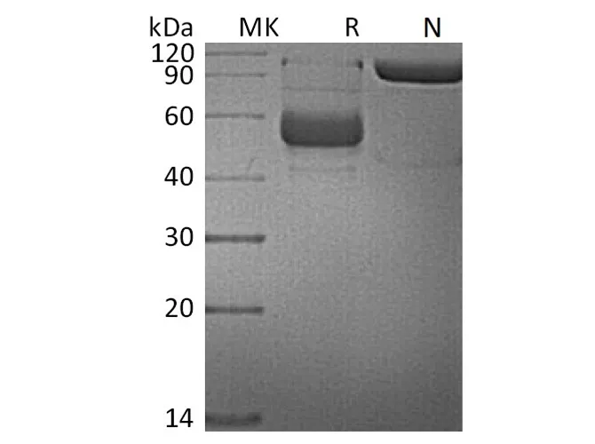 Recombinant Human TNFSF14/LIGHT Protein (mFc Tag) - image 1