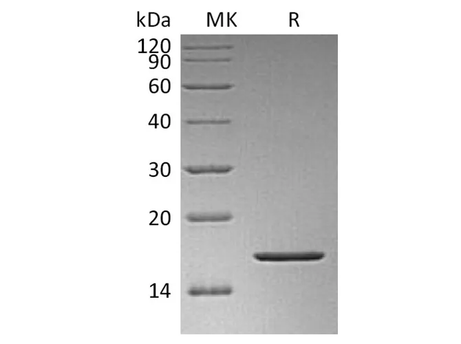 Recombinant Human FGF-2/FGF basic/FGFb Protein - image 1