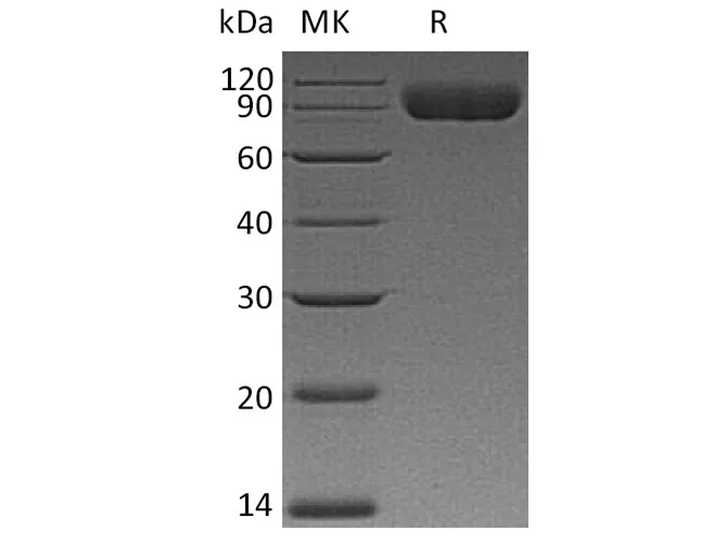 Recombinant Human CD172a/SIRPA Protein (mFc Tag) - image 1