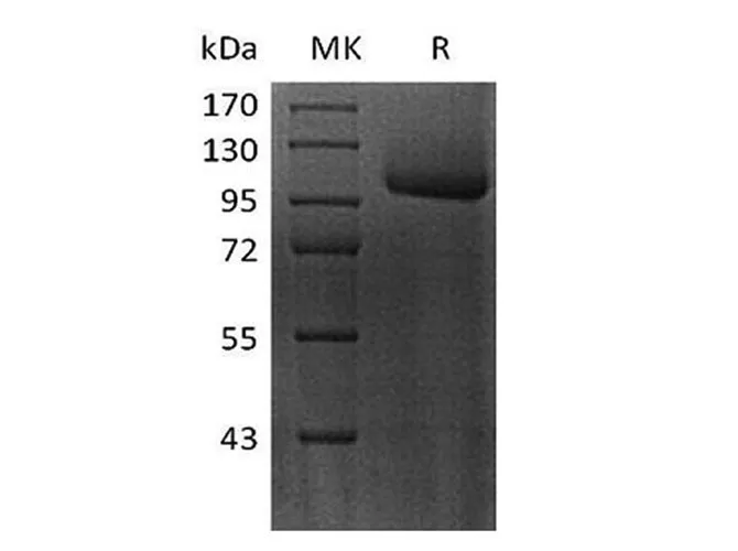 Recombinant Human FLT-3/FLK-2 Protein (Fc Tag) - image 1