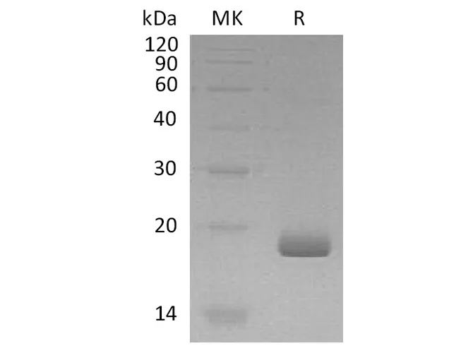 Recombinant Human IFN-λ3/IL-28B Protein - image 1