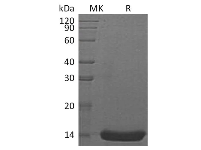 Recombinant Human Interleukin-22/IL-22 Protein - image 1