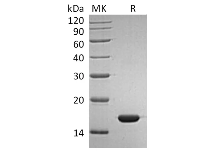Recombinant Human IFNα2b/IFNA2 Protein - image 1