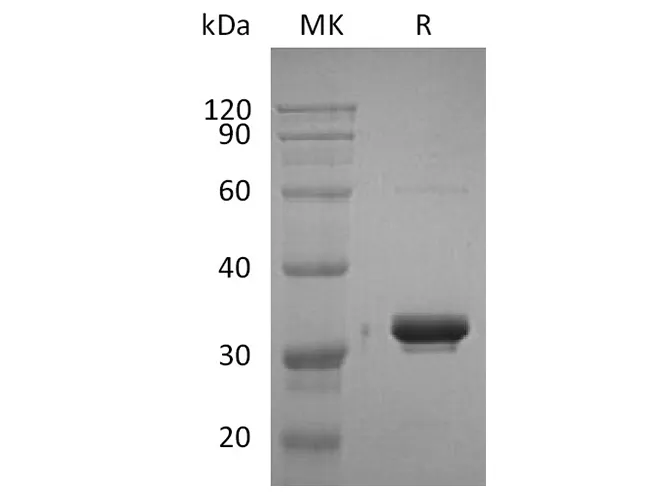 Recombinant Human IgG2-Fc Protein - image 1