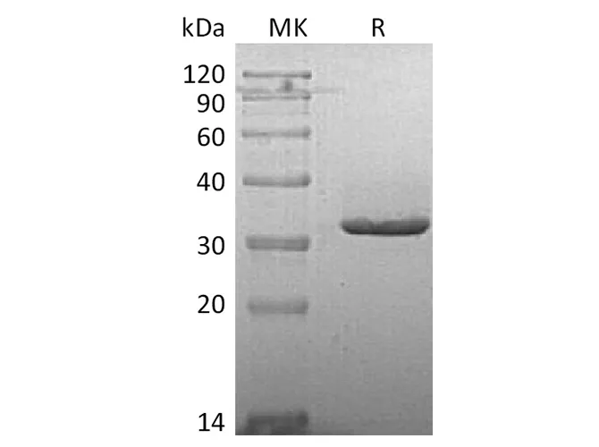 Recombinant Human IgG2-Fc Protein - image 1