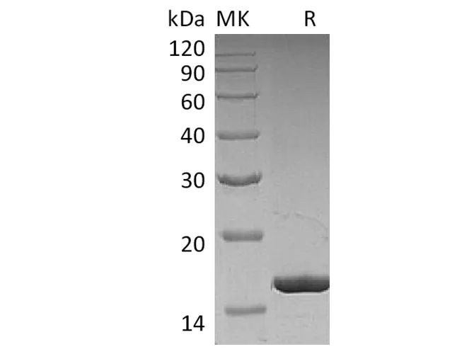 Recombinant Human G-CSF/CSF3 Protein - image 1