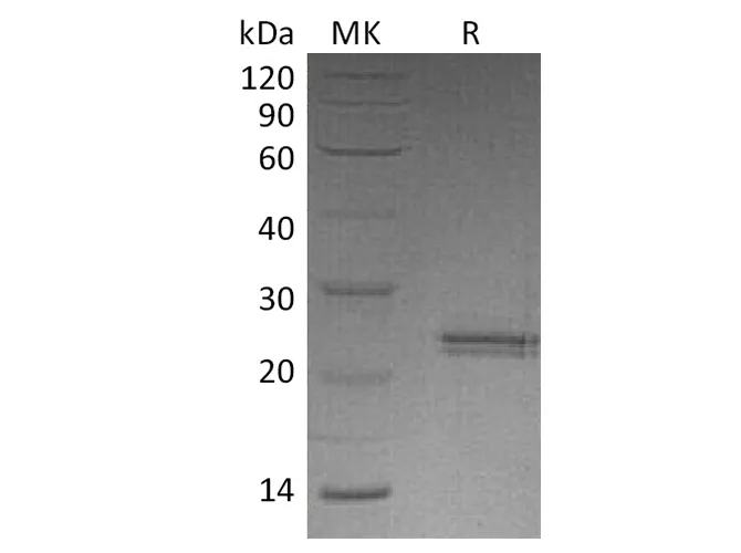 Recombinant Human CNTF Protein - image 1