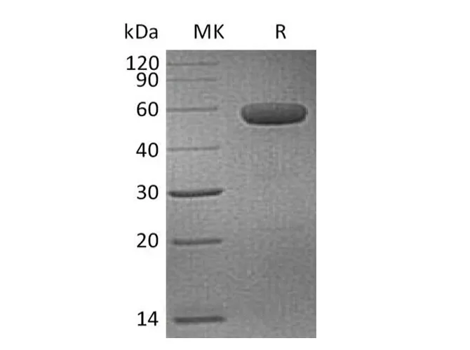 Recombinant Human CD40/TNFRSF5 Protein (mFc Tag) - image 1