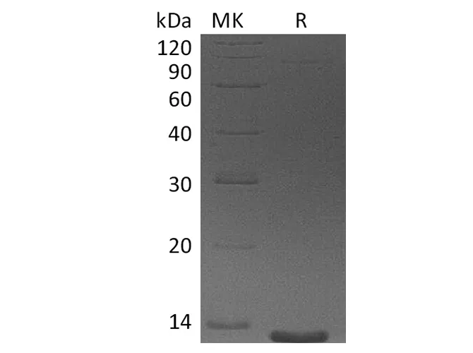 Recombinant Human Eotaxin-3/CCL26 Protein (aa 24-94) - image 1