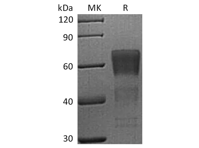 Recombinant Human CD28/TP44 Protein (mFc Tag) - image 1