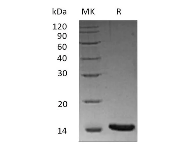 Recombinant Human/Mouse/Rat Activin A/INHBA Protein - image 1