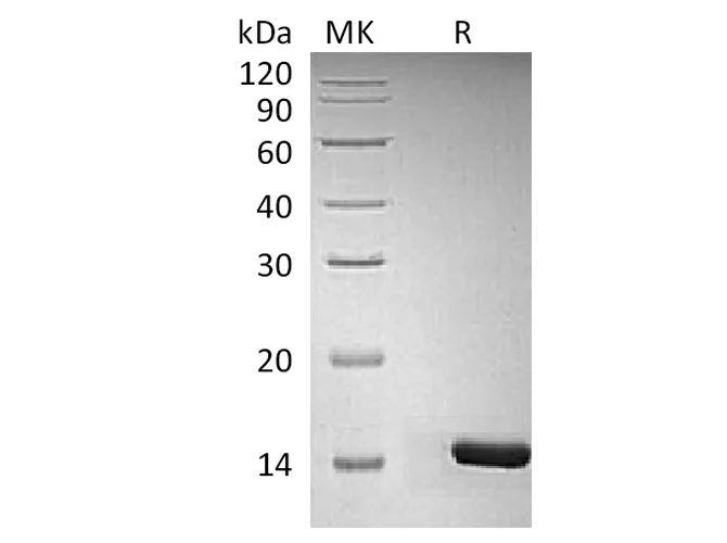 Recombinant Human/Mouse/Rat BDNF Protein - image 1