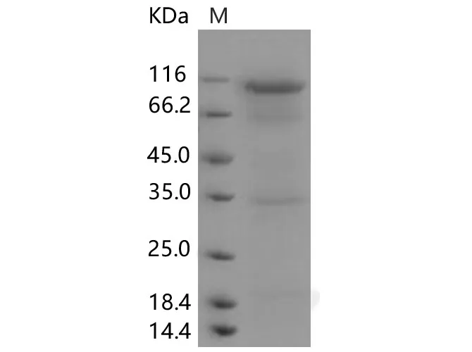 Recombinant Human DPP4/CD26 Protein - image 1