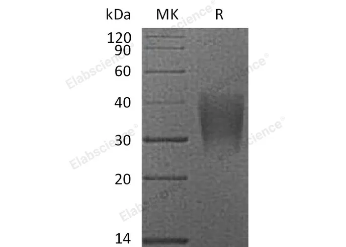 Recombinant Human/Cynomolgus CD28/TP44 (N-His) - image 1