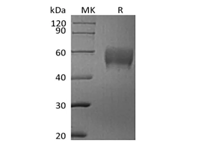 Recombinant Human Siglec-7/CD328 (C-6His) - image 1