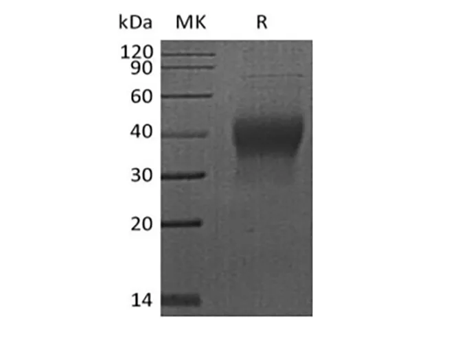 Recombinant Human PDCD1/PD-1/CD279 (C-6His-Avi) Biotinylated - image 1