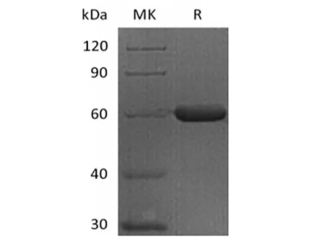 Recombinant Human FGL1 (C-Fc) - image 1