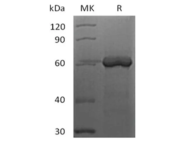 Recombinant Human FGL1 (C-Fc-Avi) Biotinylated - image 1