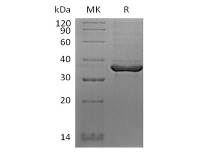 Recombinant Human FGL1 (C-Avi-6His) Biotinylated - image 1