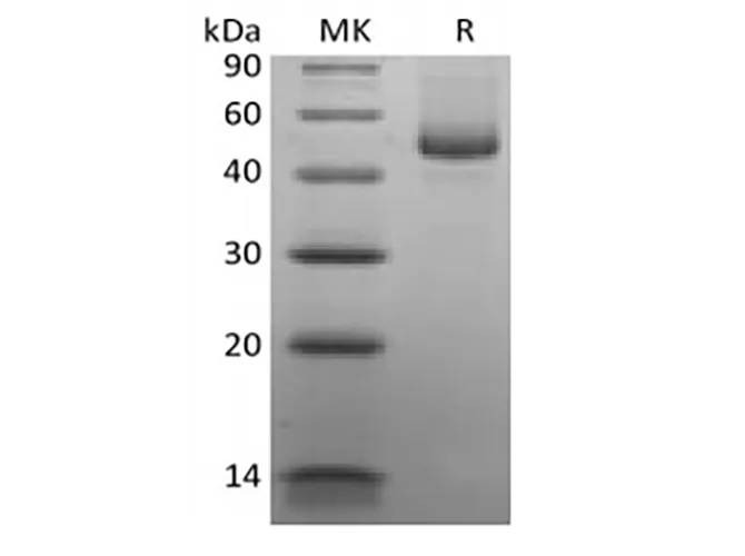 Recombinant Human CD27 Ligand/TNFSF7/CD70 (C-mFc) - image 1