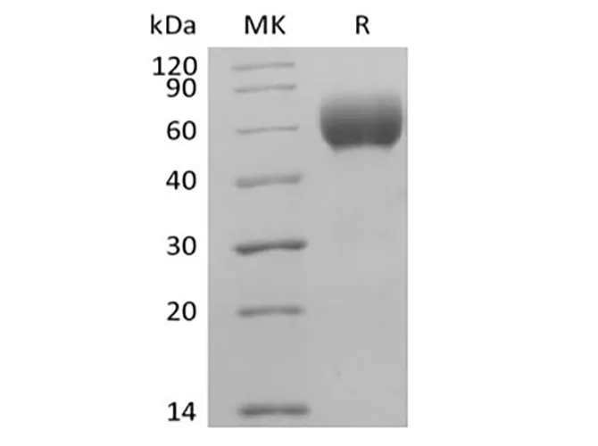 Recombinant Human Signal-Regulatory Protein alpha-1/SIRPA/CD172a (C-6His-Avi) Biotinylated - image 1