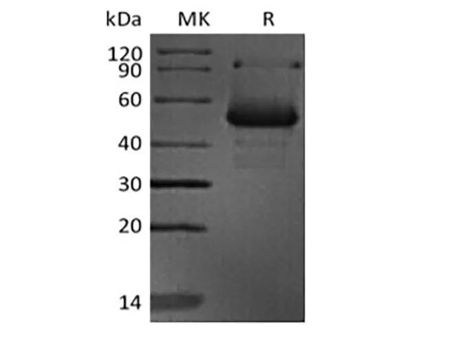 Recombinant Human CD40 Ligand/CD40L//TNFSF5 (N-mFc) - image 1