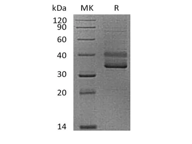 Recombinant Human CD3 epsilon/CD3E (C-mFC) - image 1