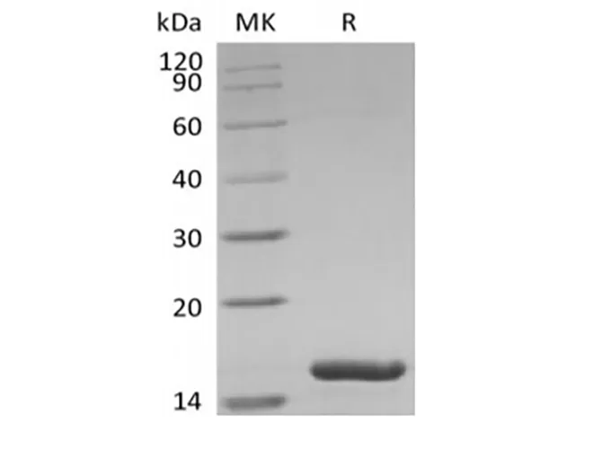 Recombinant Human Interleukin-36 alpha/IL-36 alpha - image 1