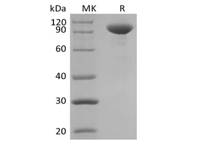 Recombinant Human Interleukin-23/IL-23 (C-Fc) - image 1