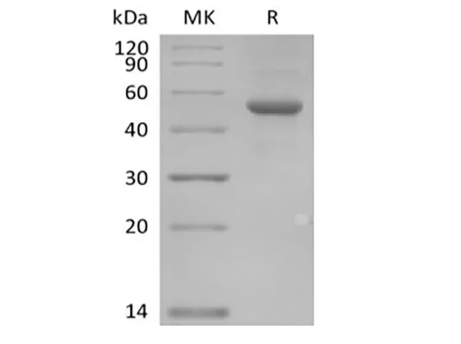 Recombinant Human ILDR2 (C-Fc) - image 1