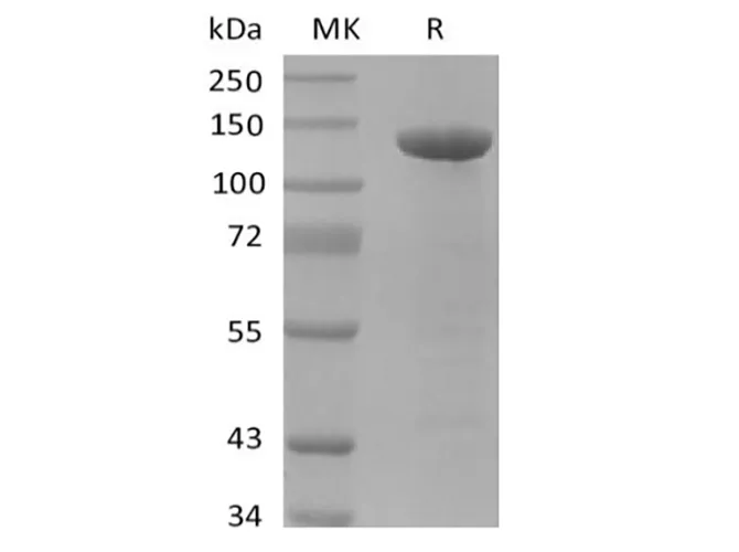 Recombinant Human Amyloid Precursor (C-FC) - image 1