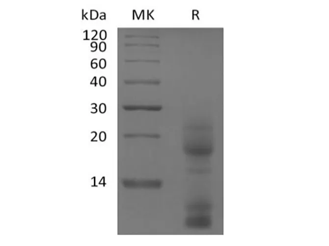 Recombinant Human TSLP (C-10His) - image 1