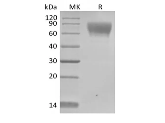 Recombinant Human TPBG/5T4 (C-Avi-6His) Biotinylated - image 1