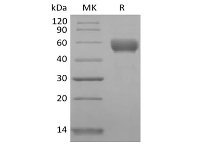 Recombinant Human CD79B/B29 (C-Fc) - image 1