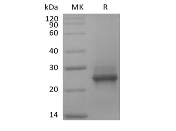 Recombinant Human KRAS(G12C, N-6His) - image 1