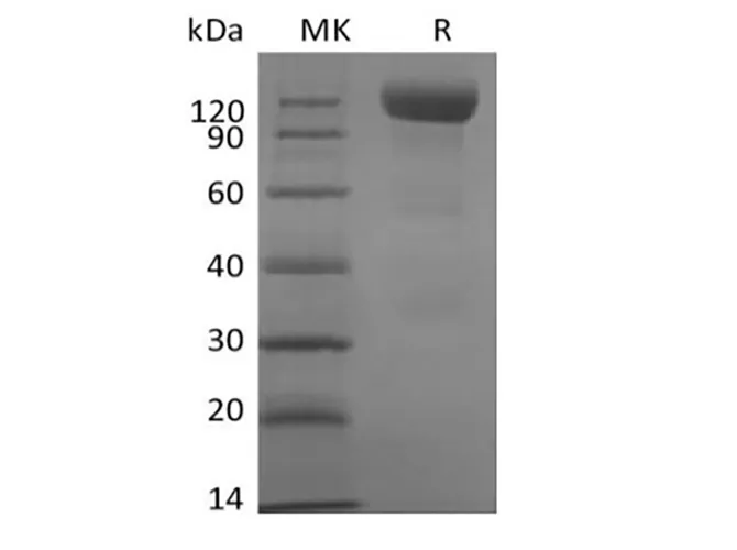 Recombinant Human Siglec-10 (C-mFc) - image 1