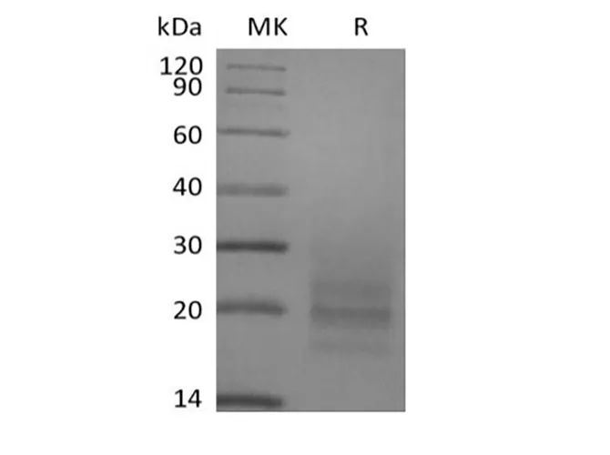 Recombinant Human CD3D&CD3E Heterodimer (C-6His) - image 1