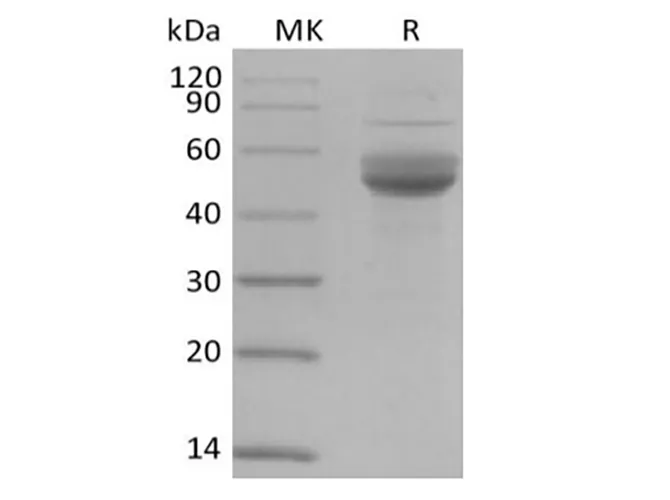 Recombinant Human CD3 epsilon/CD3E (C-Fc-Avi) Biotinylated - image 1