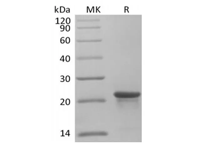 Recombinant Human KRAS4B(G12C, N-6His) - image 1