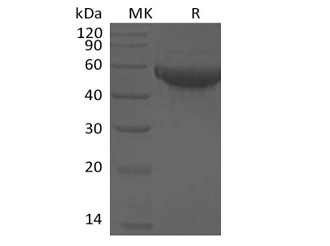 Recombinant Human Siglec-8 (C-6His) - image 1