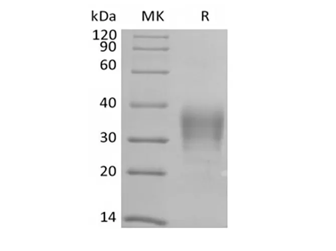 Recombinant Human CD79B/B29 (C-6His-Avi) Biotinylated - image 1