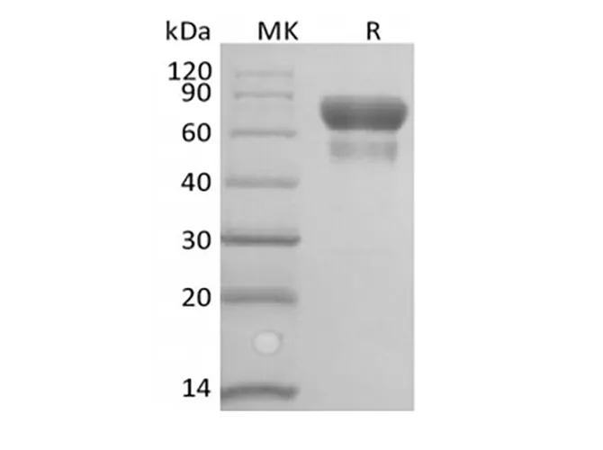 Recombinant Human/Cynomolyus CD28/TP44 (C-Fc-Avi) Biotinylated - image 1