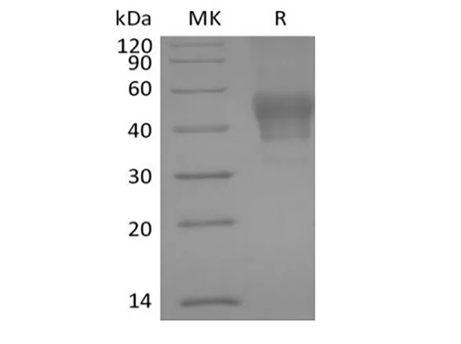 Recombinant Human Signal Transducer CD24/CD24 (C-mFC) - image 1